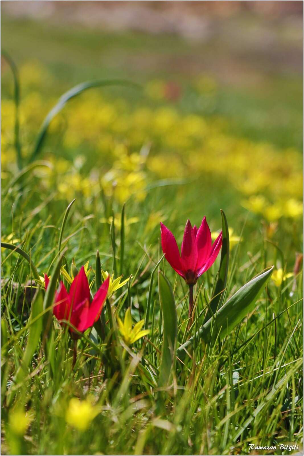 Konya’da doğa canlandı, kartpostallık bahar manzaraları çıktı 20
